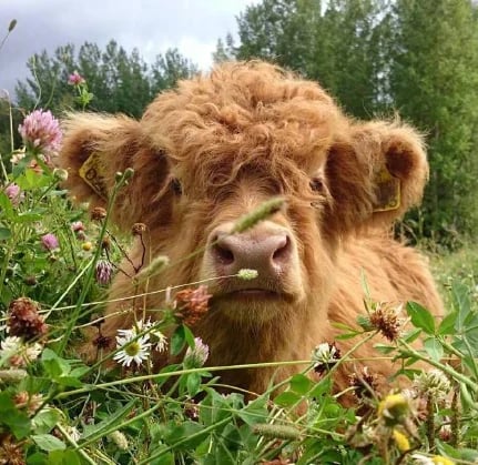 Worocky Highland Cow Plush Toy